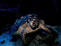 This turtle decided he was friendly and posed for this sh... by Steven Anderson 
